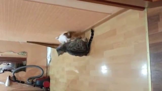 Джек Рассел Джеккэр VS Котофей Вафля смотреть онлайн