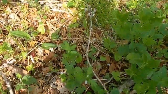 Снова на пляже Морские Глубины в Находке (21мая22)