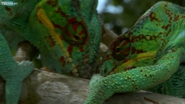 Вся правда о хамелеонах! Всё о содержании. смотреть онлайн