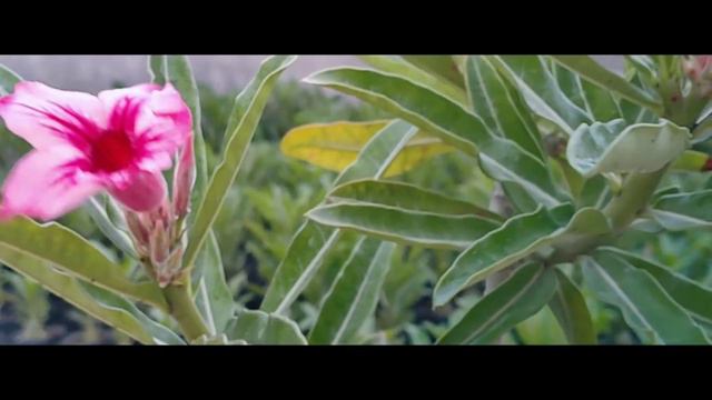 Adenium Single Petal смотреть онлайн