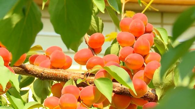 Абрикос "Саратовский рубин" смотреть онлайн