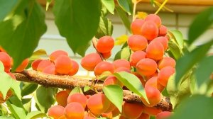 Абрикос "Саратовский рубин"