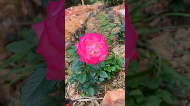 Achieve inner peace and stress relief with these flower gardening tips at home Ep 48 смотреть онлайн