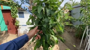 Все о колоновидных яблонях. Часть 3. Оптимальное расстояние между колоновидными яблонями.