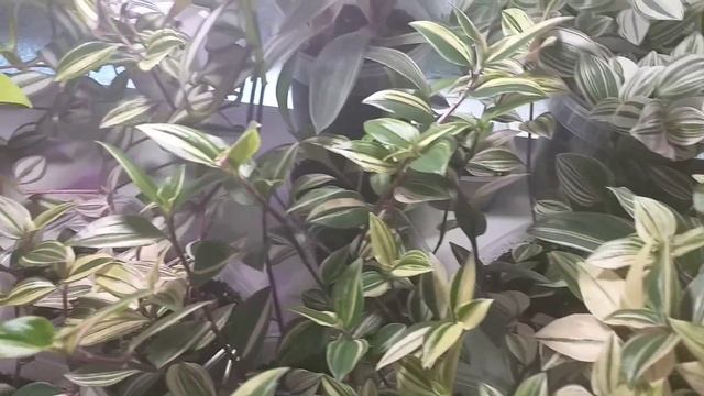 Жалуюсь вам - обычно помогает?Обзор Традесканций и Сциндапсусов в мае?Пересадка Рео?Грунт?Укоренени смотреть онлайн