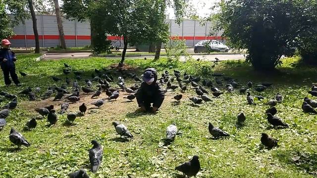 Андрей гоняет голубей )) смотреть онлайн