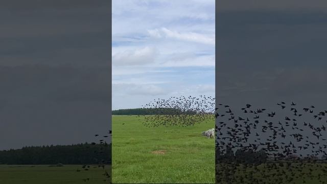 Птички смотреть онлайн