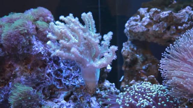 Синулярия смотреть онлайн