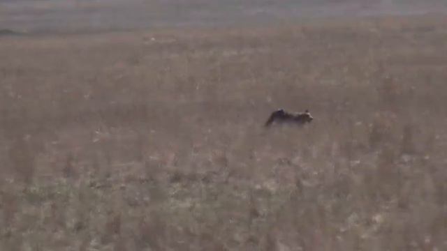 985 (111) Курцхаар Уно Сергеев А - Курцхаар Уран Степанчук А. смотреть онлайн