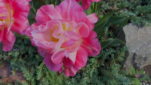 Тюльпан Махровый Дабл Шугар Tulip Double Sugar смотреть онлайн