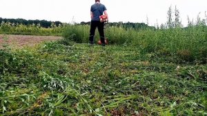 Косим заросший участок триммером.