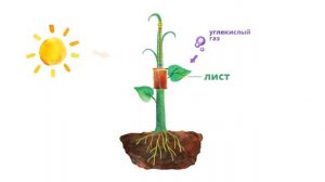 Строение растений