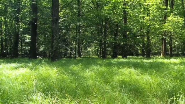 Прогулка по лесу, пение птиц / Walking through the woods, birdsong смотреть онлайн