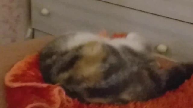 Моя киса-актриса ?❤ смотреть онлайн