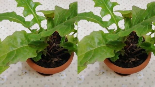 Гербера: выращивание в саду и в комнате