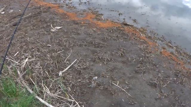 Сазан на озере Лугавское смотреть онлайн