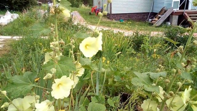 Клумба  Цветы#Июль #Калуга #Цветы #моясемья #лилии #мальва