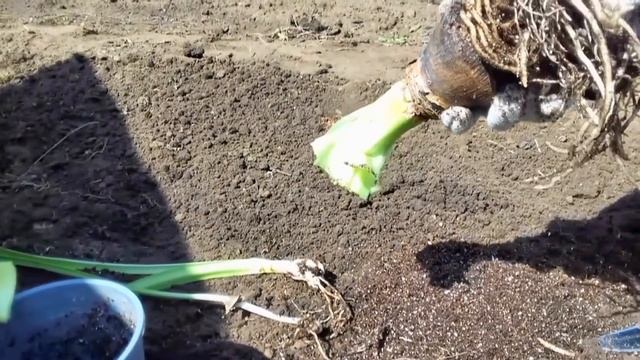 Амариллис в огороде...Цветет два раза в год...Amaryllis in the garden...Blooms twice a year... смотреть онлайн