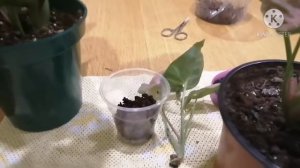 Сингониум. Как легко укоренить черенок сингониума. Кокосовый торф для сингониума.