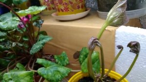 КТО грызёт мои ЦИКЛАМЕНЫ???   Обработка  от ВРЕДИТЕЛЕЙ.