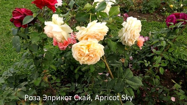 6 плетистых роз заслужившие мах высокие оценки - сила рост красота обильность цветения!