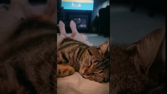 Кот здесь главный?