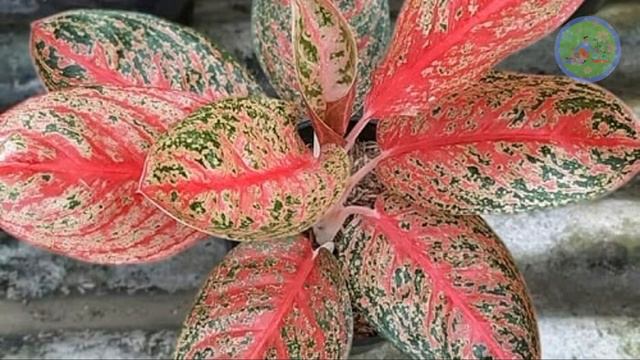 10 Most Colorful Air Purifier Indoor plants | Good luck house plants for health & for styling смотреть онлайн