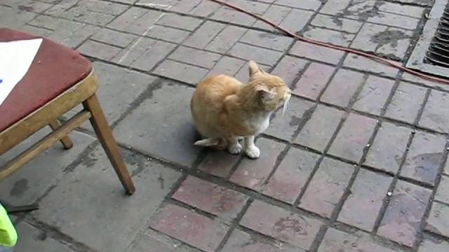 парголово макс-хохол расим смотреть онлайн