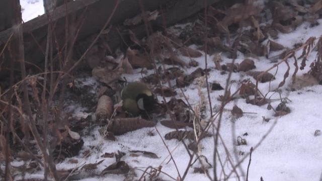 Птичка-синичка