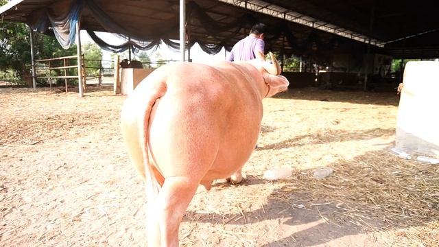 แวะชม SK FARM ฟาร์มควายแคระ สุดยอดความน่ารัก ปี 2020 (Dwarf buffalo) смотреть онлайн