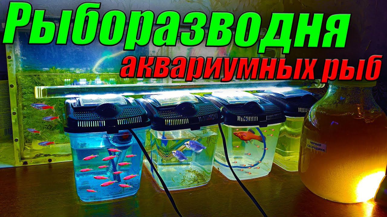 Конвейер по производству аквариумных рыб! смотреть онлайн