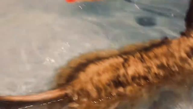 Мини бассейн для собаки 🐶 понтик плавает и играет смотреть онлайн