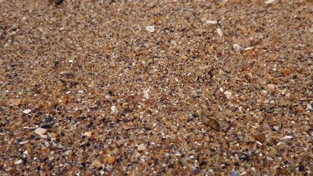 Рак-отшельник в 4K смотреть онлайн