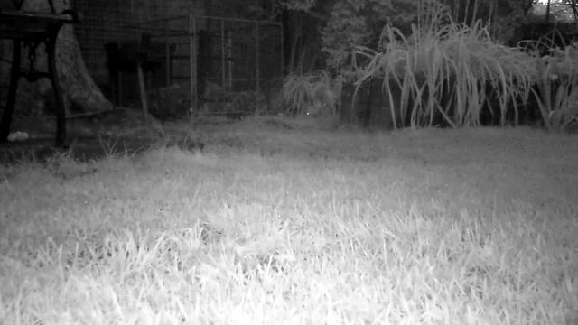 Лис что то нашёл и съел, Ночная видео съёмка. смотреть онлайн