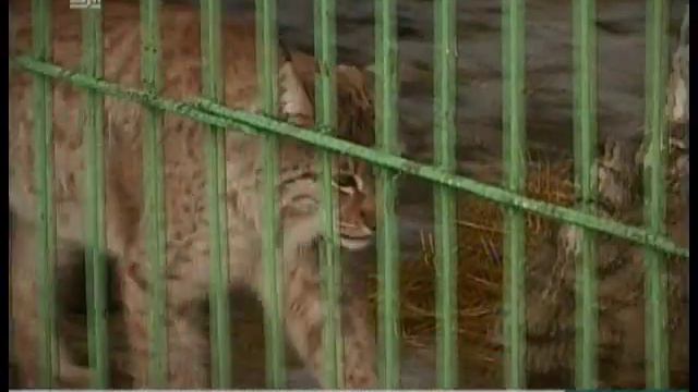 Сурки предсказали позднюю весну на Урале смотреть онлайн