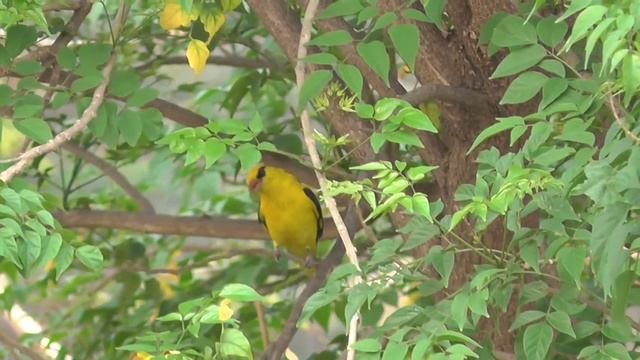Обыкновенная иволга - Oriolus oriolus смотреть онлайн