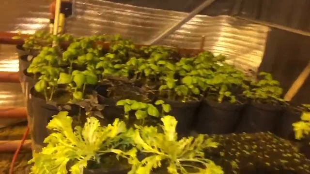 Выращивание перца в зимних теплицах Свето культура смотреть онлайн