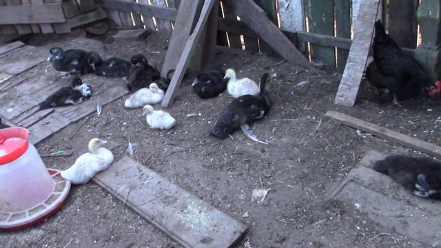 Ясли для утят, гусят и цесарят. смотреть онлайн