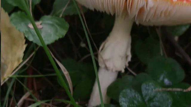 Покажу как собирать #Грибы ;) смотреть онлайн