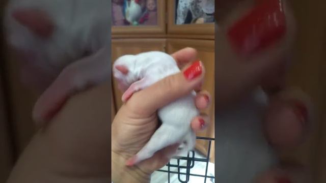 Новорожденный щенок чихуахуа Юпитер смотреть онлайн