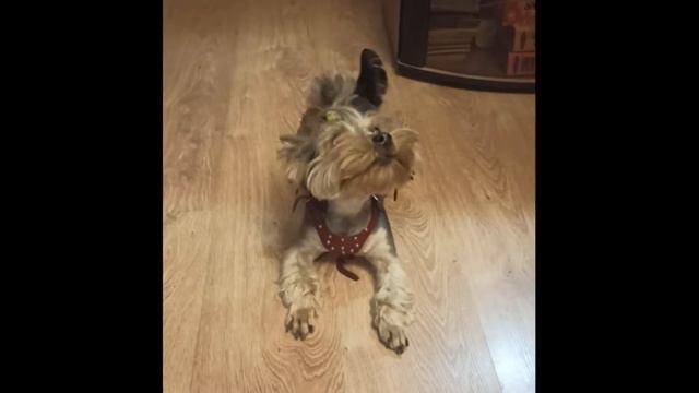 АРИЯ КЛЕОПАТРЫ