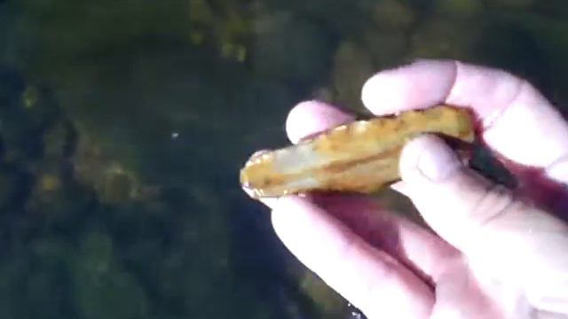 arrowhead hunting in the creek смотреть онлайн