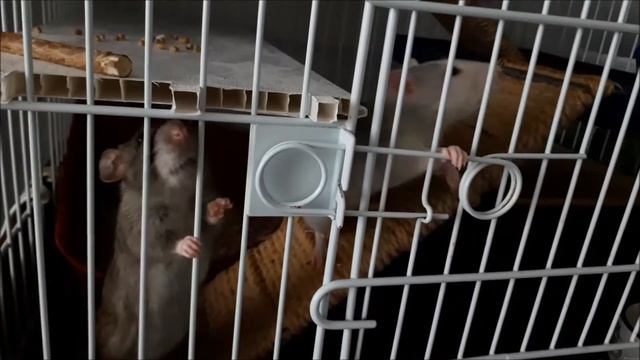 Болеющая крыска Мася, ингаляция и выгул. смотреть онлайн