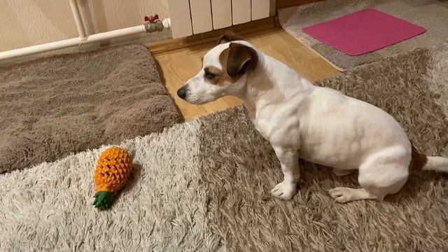 Собака Джек Рассел Терьер Гувер / Хочу играть. 12.02.2021 г. смотреть онлайн