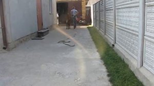 Дрессировка дратхаара Зевса часть 1 из 2