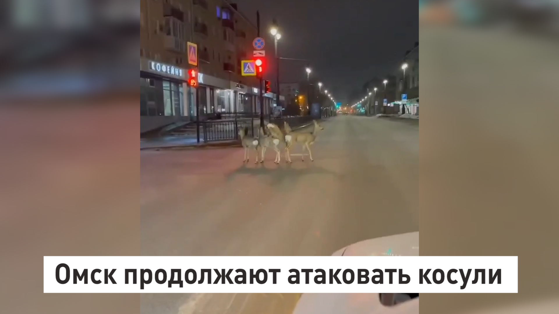 Омск продолжают атаковать косули. смотреть онлайн