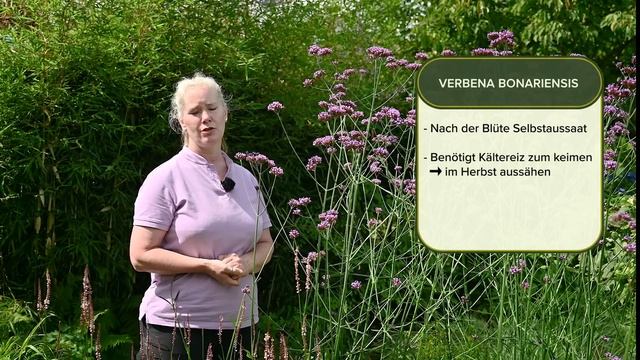 Verbena Bonariensis - Alles über Das Patagonische Eisenkraut