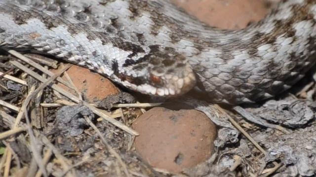 Vipera Berus. Pelias Berus. Гадюка обыкновенная. Гадюка обыкновенная меланист.