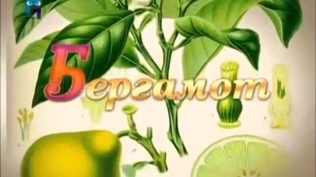 Бергамот (Княжеская груша) смотреть онлайн