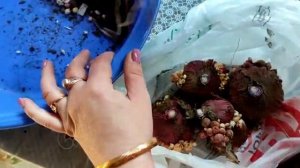 Гладиолусы.  Хранение Гладиолусов зимой.